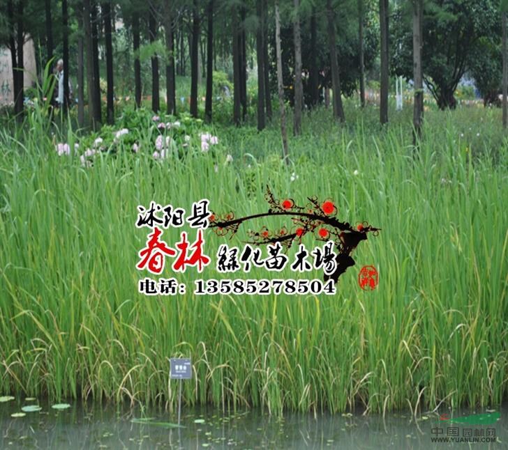 供應(yīng)水生植物 野茭白 別稱 水筍 茭白筍 腳白筍 菰 菰菜 高筍