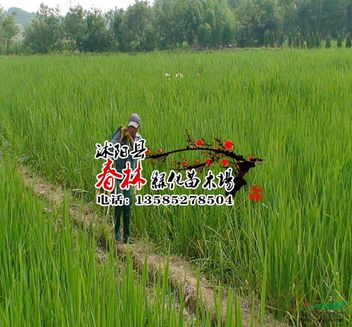 供應(yīng)水生植物 野茭白 別稱 水筍 茭白筍 腳白筍 菰 菰菜 高筍