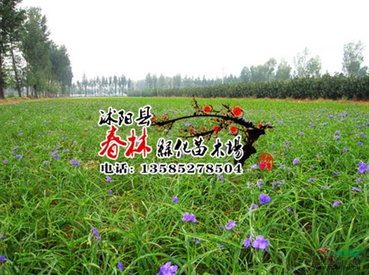 供應(yīng)紫露草 紫露草苗 別名紫鴨趾草 紫葉草 紫露花 水生植物