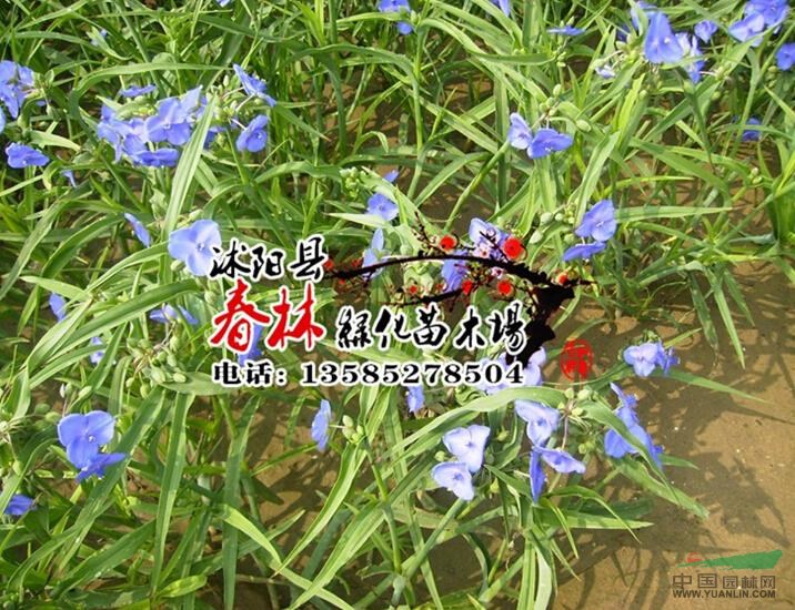 供應(yīng)紫露草 紫露草苗 別名紫鴨趾草 紫葉草 紫露花 水生植物