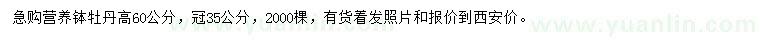 求購高60公分牡丹
