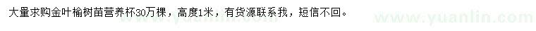 求購高1米金葉榆