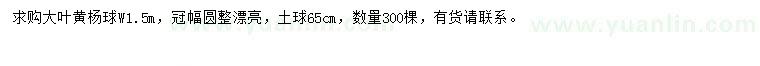 求購大葉黃楊球