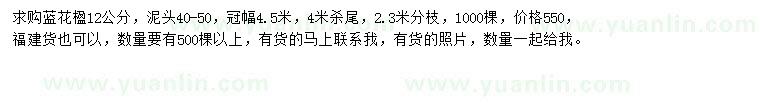 求購12公分藍(lán)花楹