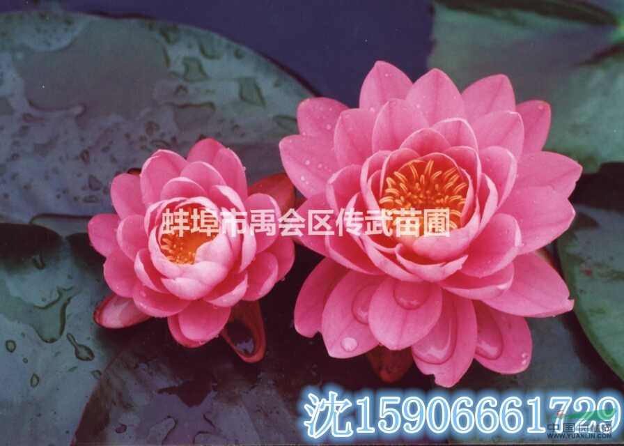 杭州蕭山大量供應(yīng)睡蓮100萬芽，荷花300萬芽，自產(chǎn)自銷。