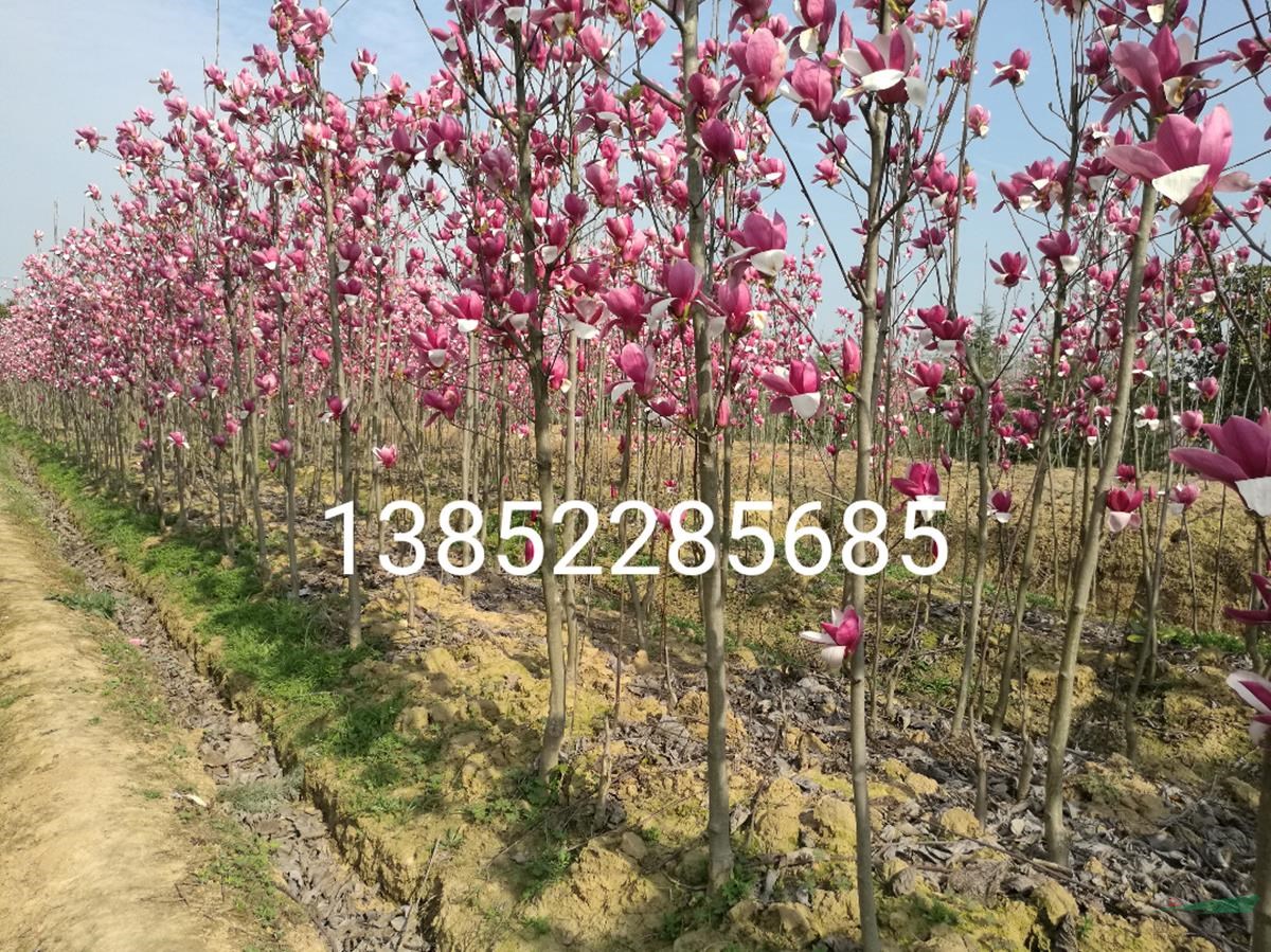 6公分紅玉蘭價(jià)格
