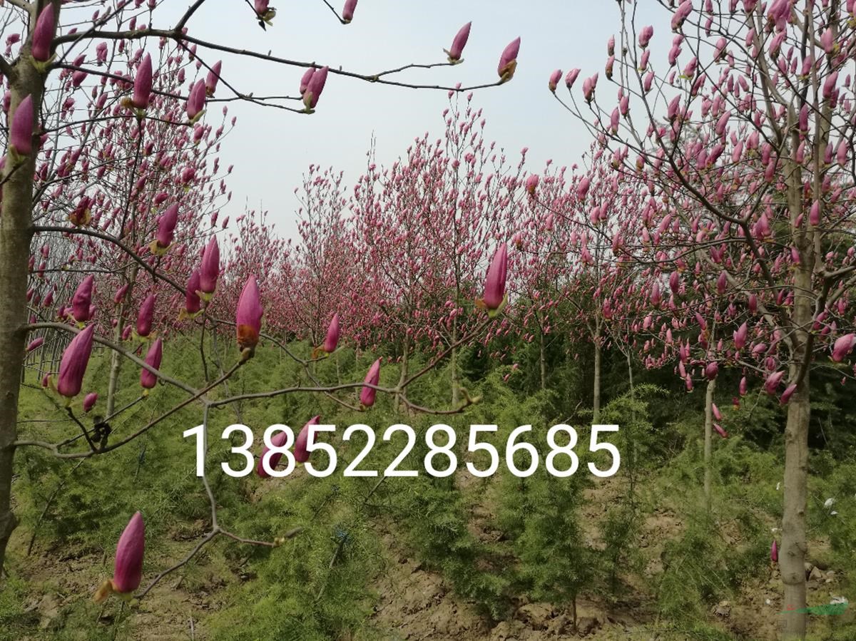 6公分紅玉蘭價(jià)格