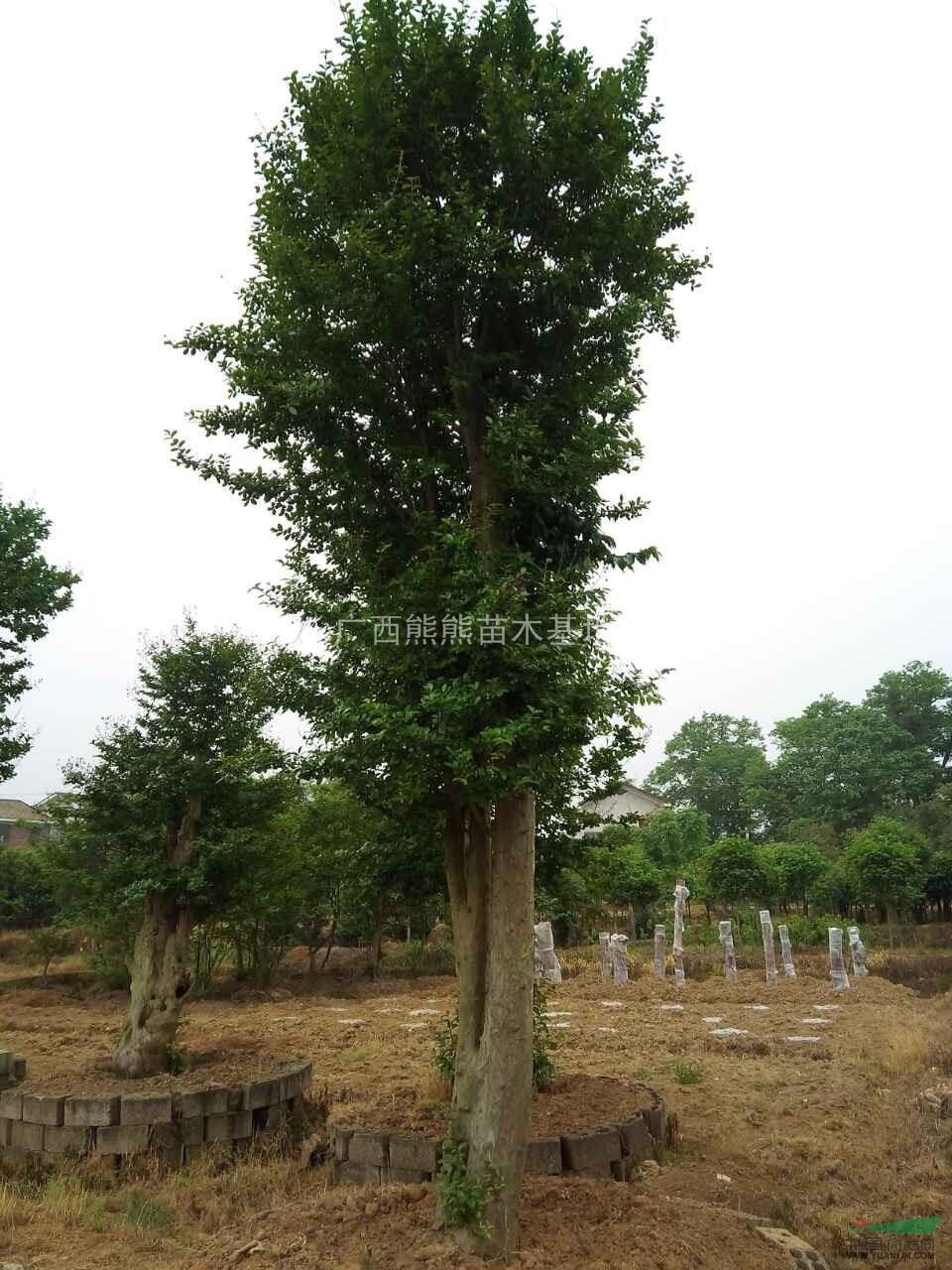 廣西紫薇 紅花紫薇 規(guī)格齊全 樹形美 土球好 無病害