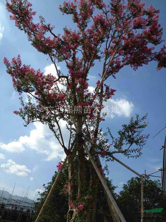 廣西紫薇 紅花紫薇 規(guī)格齊全 樹形美 土球好 無病害