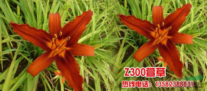 夏日酒紅萱草形態(tài)特征