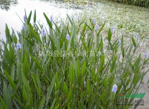 供應(yīng)各種本草植物魚草 又名[梭魚草] 北美梭魚草