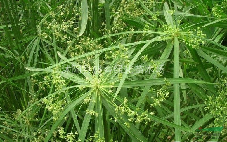 大量出售 水生植物 凈化水自 旱傘草 睡蓮 香蒲 水菖蒲