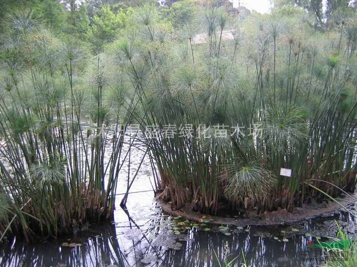 大量供應(yīng) 水生植物 細(xì)葉莎草 細(xì)葉莎草價(jià)格 細(xì)葉莎草批發(fā)商