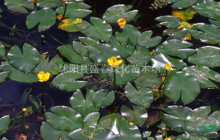 供應(yīng)：浮蓬草 水養(yǎng)植物 批發(fā)水生花卉綠化苗