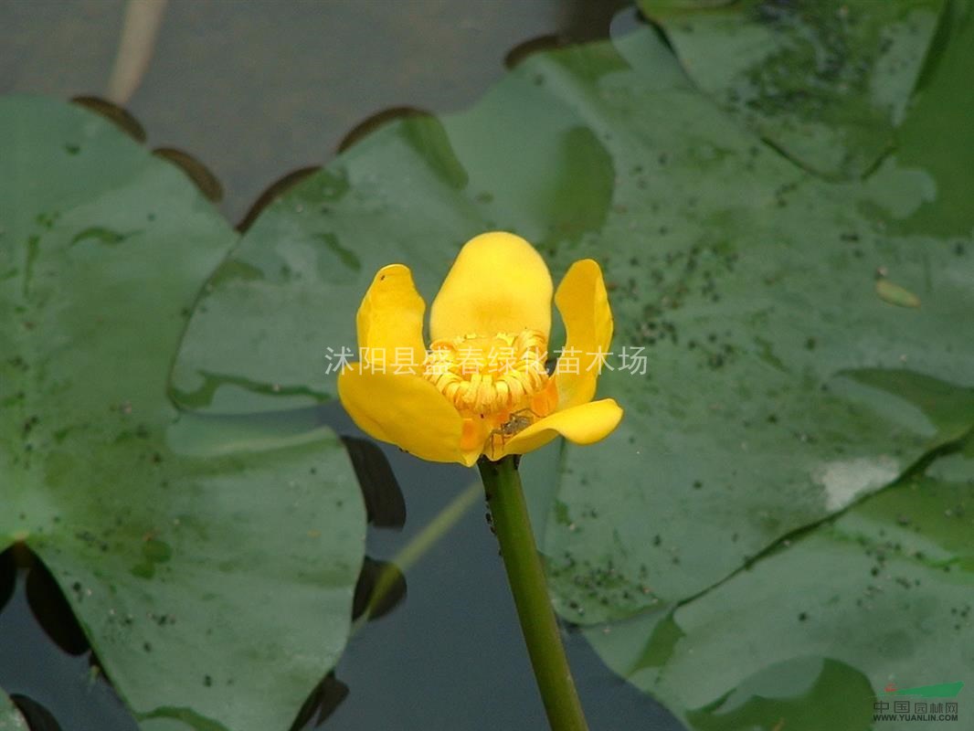 供應(yīng)：浮蓬草 水養(yǎng)植物 批發(fā)水生花卉綠化苗