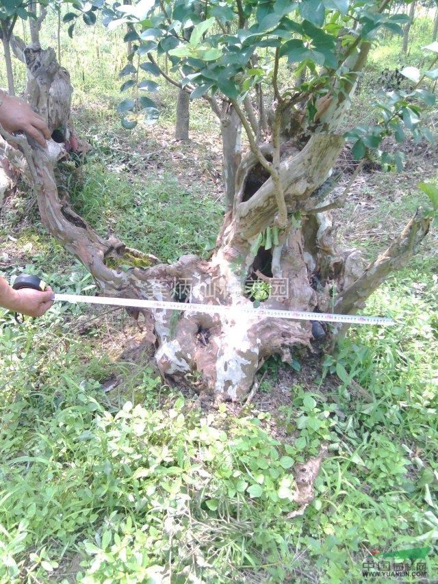公路紫薇出售各種規(guī)格