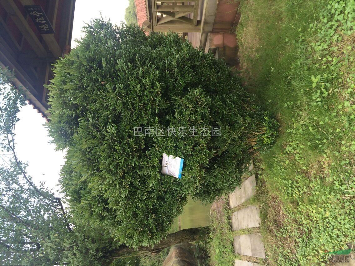 黃楊樹(shù)
