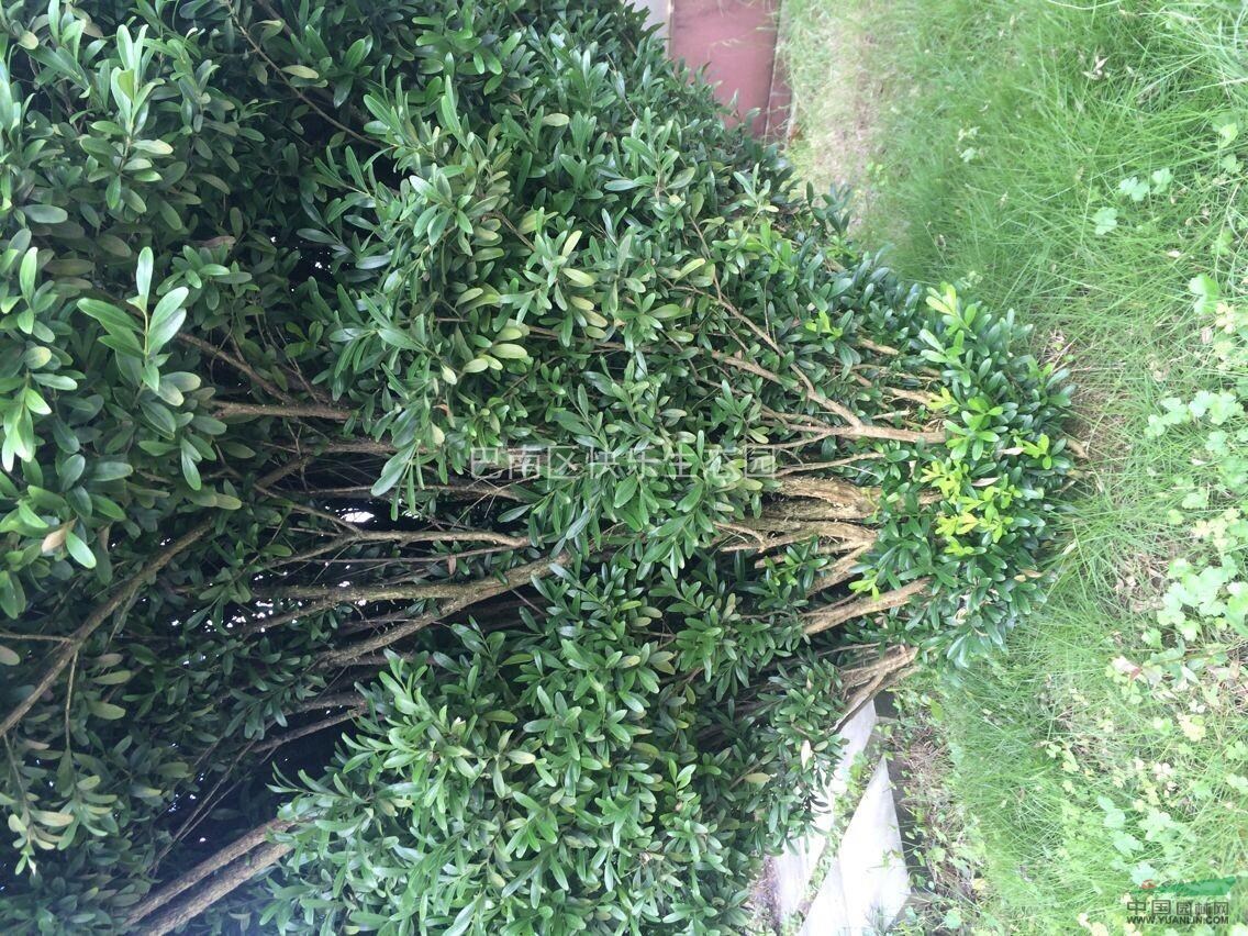 黃楊樹(shù)