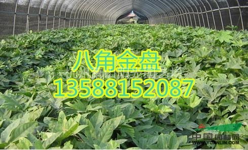 八角金盤色塊苗