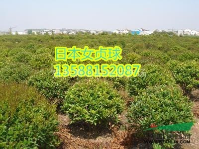 日本女貞色塊苗及小毛球和個(gè)規(guī)格球類