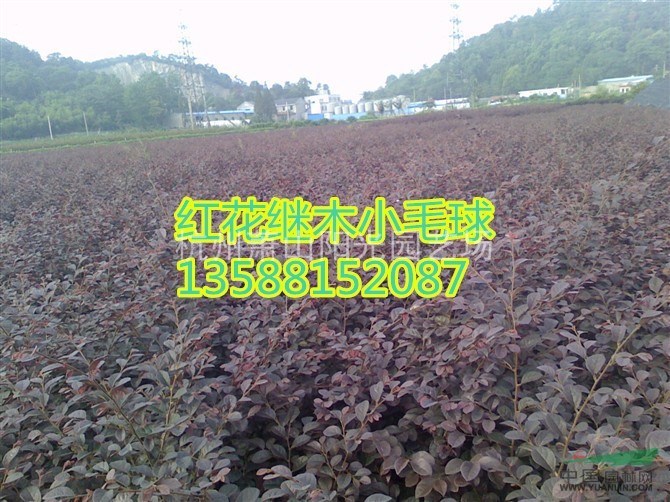紅花檵木色塊苗及小毛球