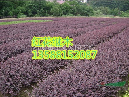 紅花檵木色塊苗及小毛球