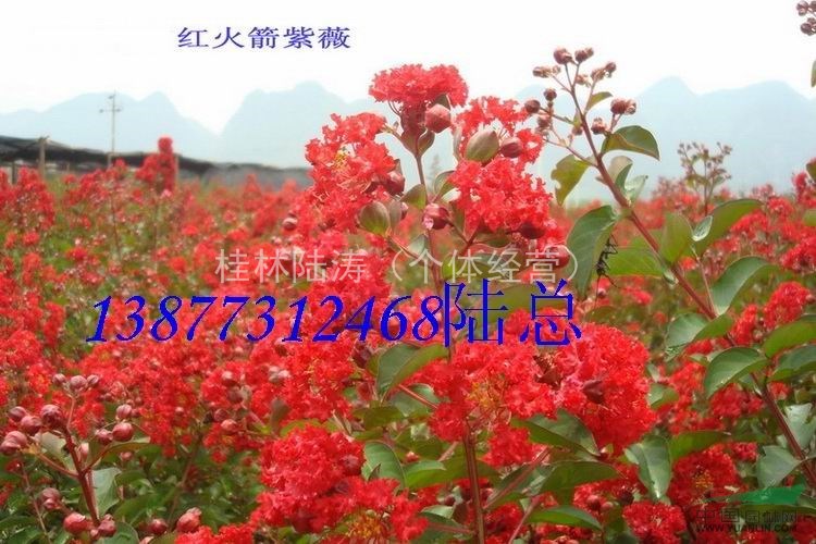 紅火箭紫薇