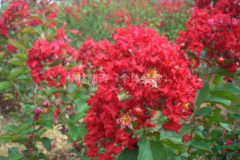 紅火箭紫薇