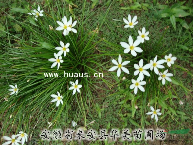 蔥蘭-華美苗圃