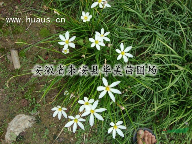 蔥蘭-華美苗圃