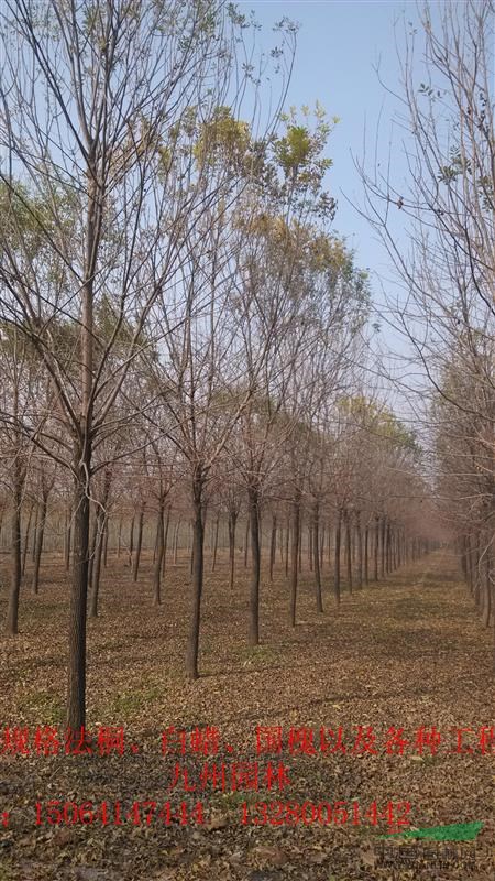12公分以上白蠟工程苗