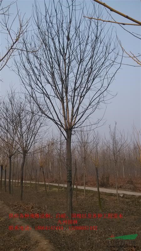 國(guó)槐工程苗