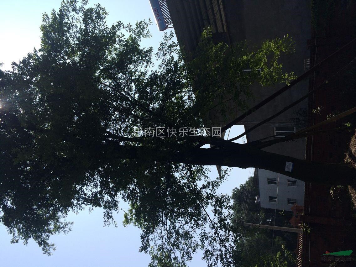 皂莢樹(shù)