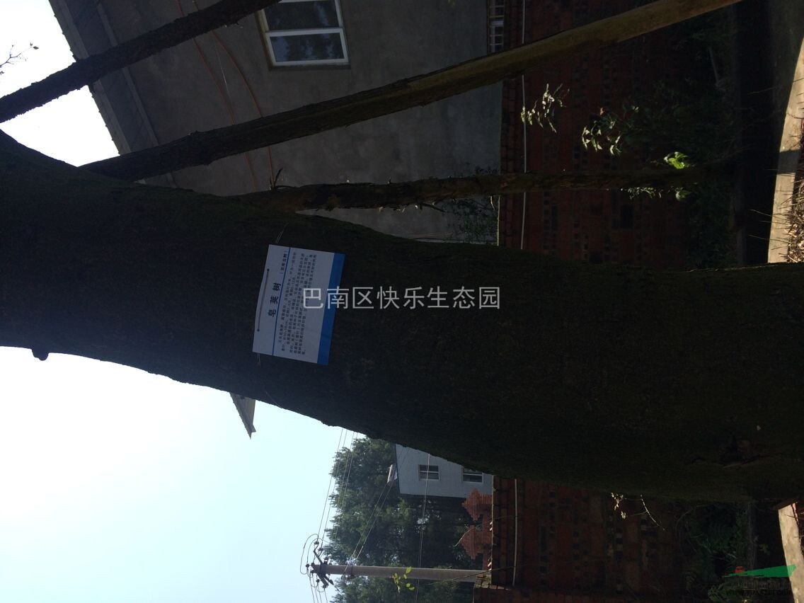 皂莢樹(shù)
