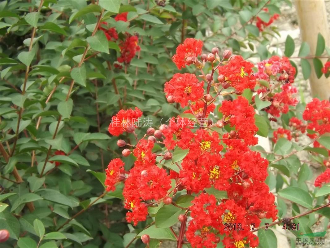 國(guó)旗紅紫薇小苗