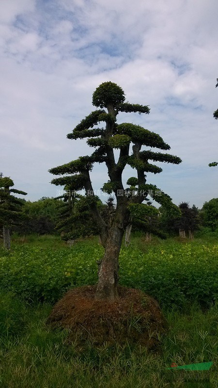 榆樹，造型榆樹價(jià)格，湖南榆樹價(jià)格，榆樹價(jià)格，榆樹供應(yīng)