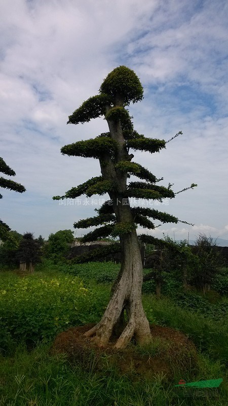 榆樹，造型榆樹價(jià)格，湖南榆樹價(jià)格，榆樹價(jià)格，榆樹供應(yīng)