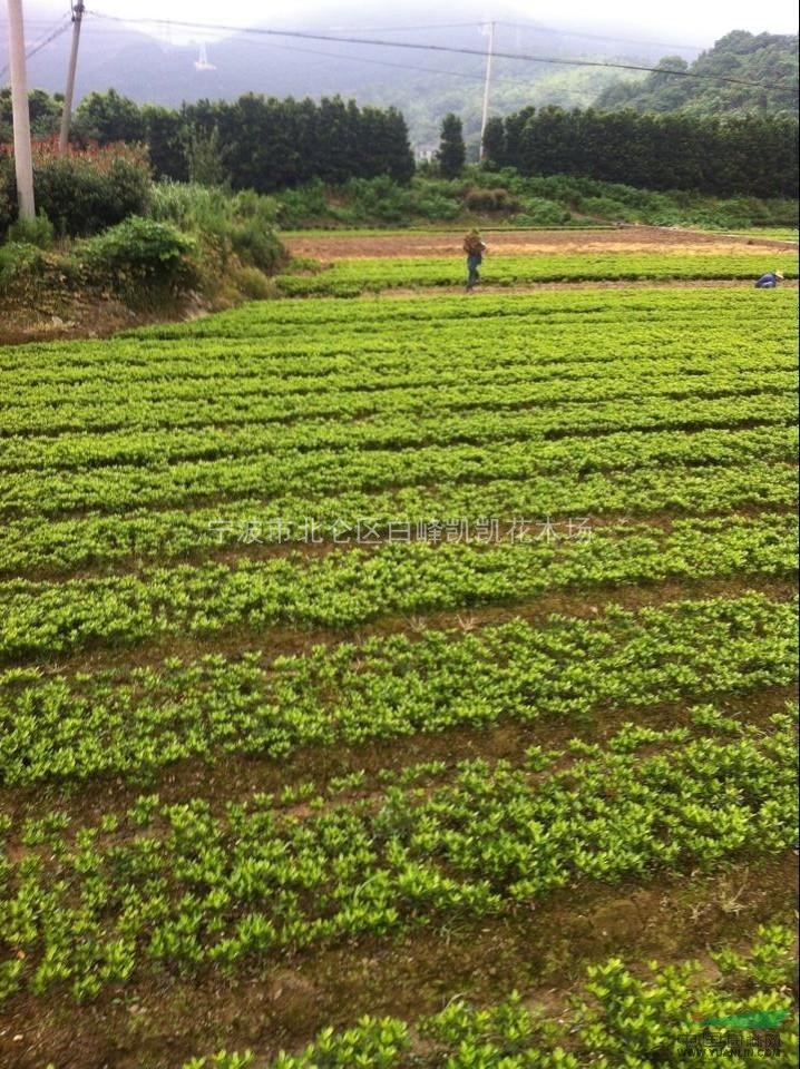 夏鵑，紫鵑，浙江夏鵑，2014年夏鵑價格，夏鵑供應(yīng)