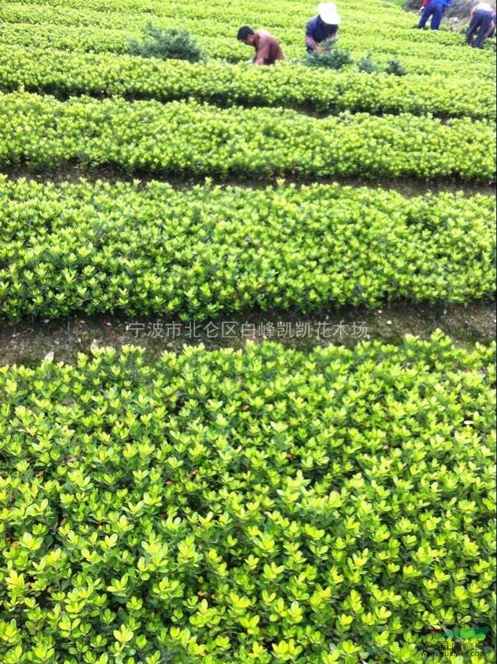 夏鵑，紫鵑，浙江夏鵑，2014年夏鵑價格，夏鵑圖片