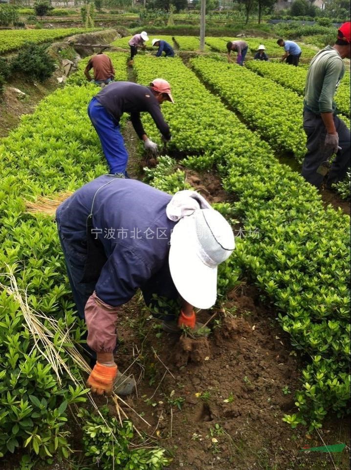 杜鵑，夏鵑圖片，夏鵑供應(yīng)，夏鵑價(jià)格，2014年夏鵑價(jià)格