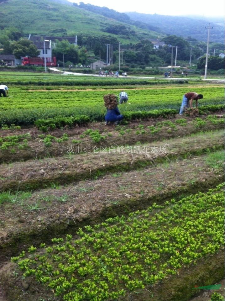 杜鵑，夏鵑圖片，夏鵑供應(yīng)，夏鵑價(jià)格，2014年夏鵑價(jià)格