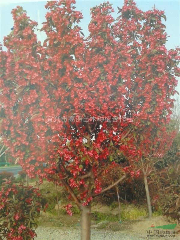 全國地區(qū)供應(yīng)北美海棠10萬棵