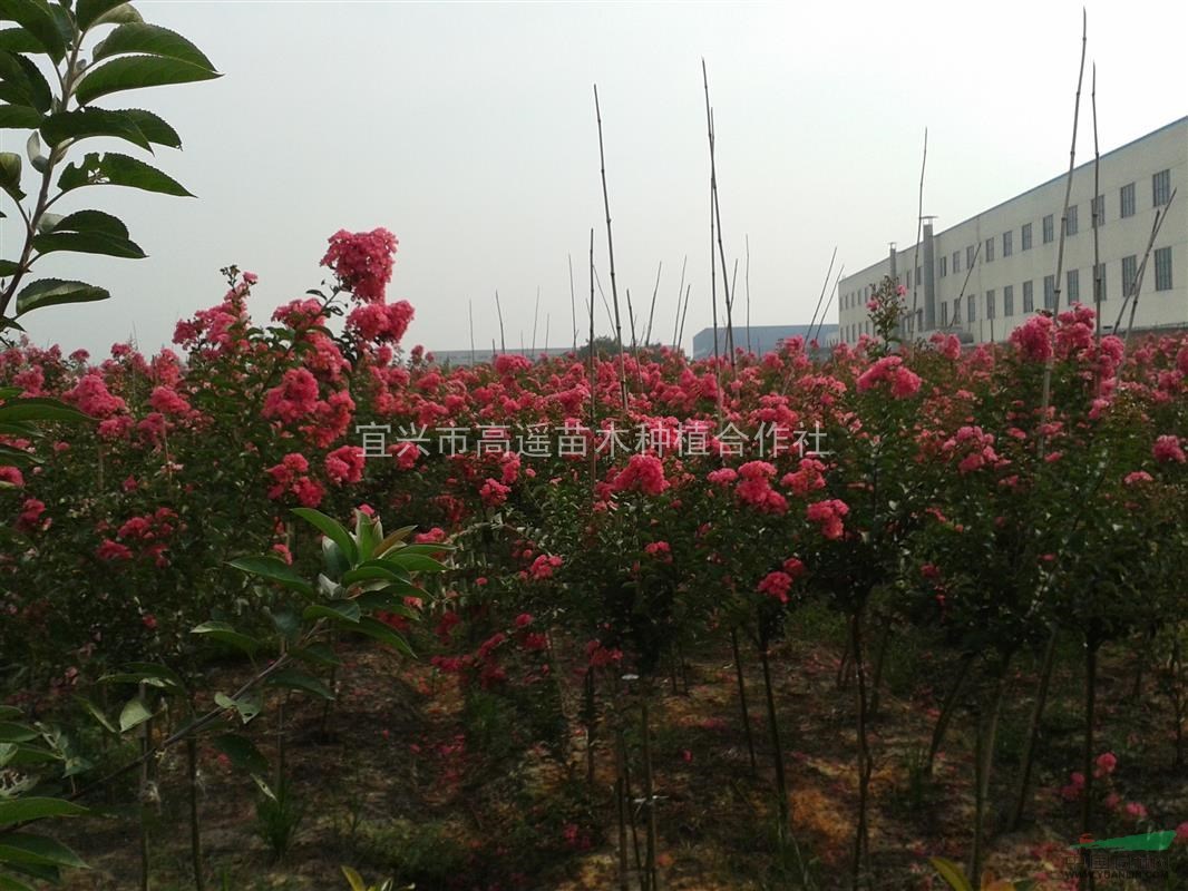 全國地區(qū)供應(yīng)紅花紫薇