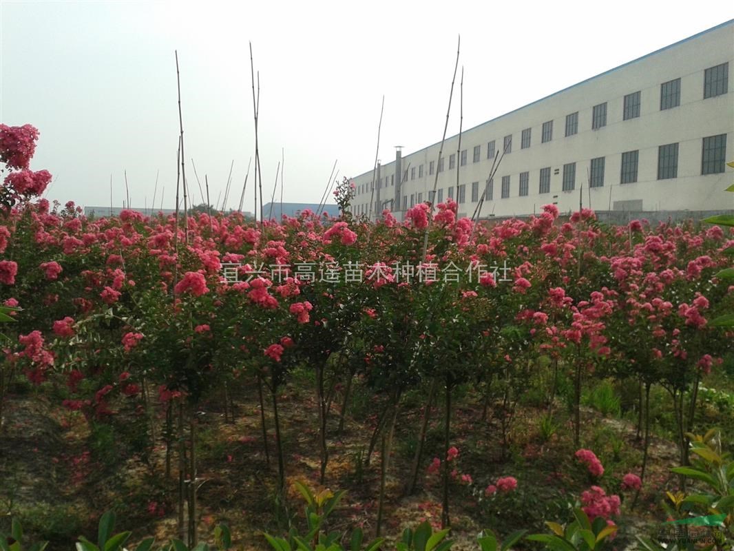 全國地區(qū)供應(yīng)紅花紫薇