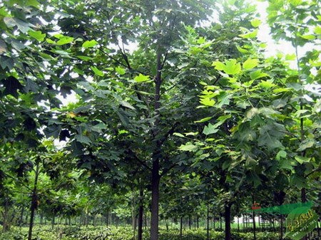 南京馬褂木價格、馬褂木供應(yīng)基地 