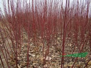 红瑞木，河北红瑞木最便宜的红瑞木，定州红瑞木