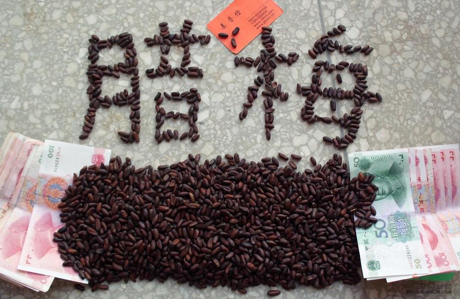2014年夏天新采腊梅花蜡梅花种子批发价格快递全中国