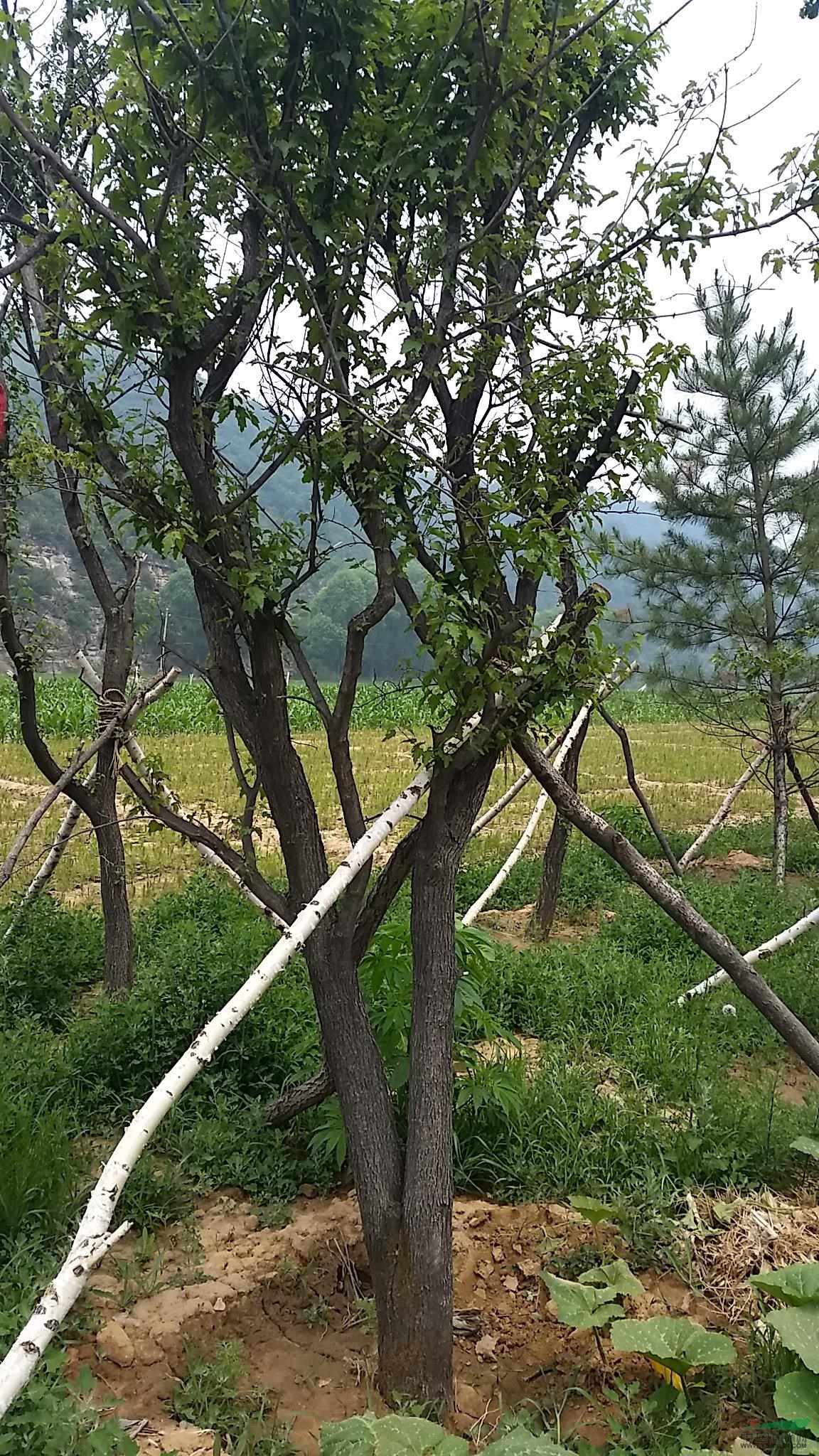 茶條槭