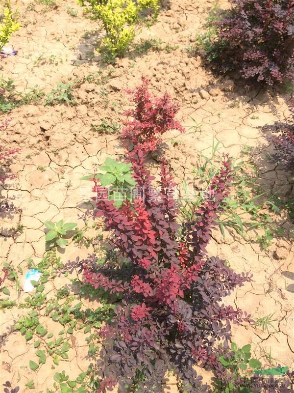 山西地区供应40-80公分红叶小檗 山西供应紫叶小檗价格