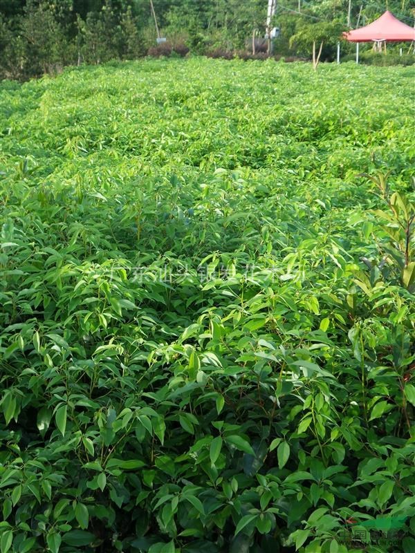 樟樹苗木